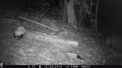 Mephitis mephitis estor