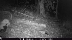 Mephitis mephitis estor