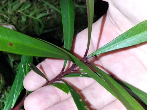 Image of Tristaniopsis exiliflora by (c) Matthew Borella, some rights reserved (CC BY)