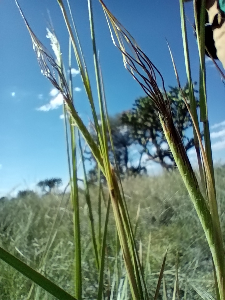 tanglehead from 20345 Montoro, Ags., México on September 21, 2023 at 03 ...