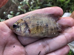 Malayan Leaffish photo 2