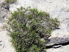 Erica umbellata