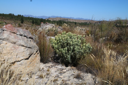 Tree Conebush (Leucadendron crassulifolium)