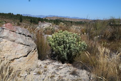 Leucadendron crassulifolium