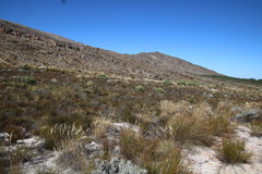 Leucadendron crassulifolium