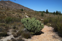 Leucadendron crassulifolium