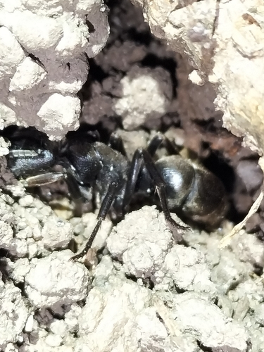 Pseudoneoponera sublaevisPseudoneoponera sublaevis