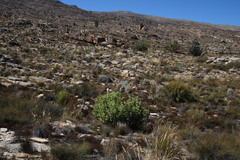 Leucadendron crassulifolium