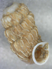 Lyropupa