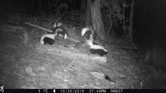 Mephitis mephitis estor