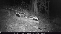 Mephitis mephitis estor