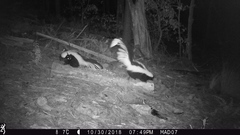 Mephitis mephitis estor