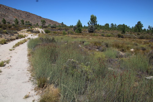 Cannomois parviflora (Cannomois parviflora)