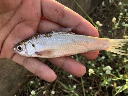 Siamese mud carp (Henicorhynchus siamensis) — Cyprinidae — 2