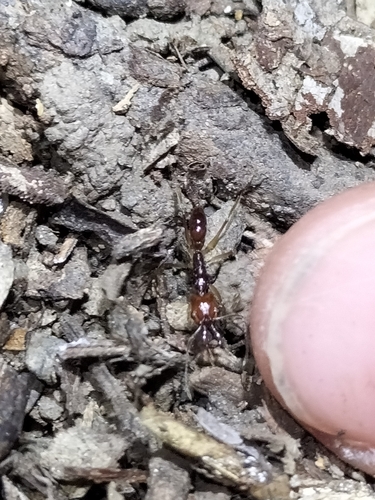 Anochetus alaeAnochetus alae