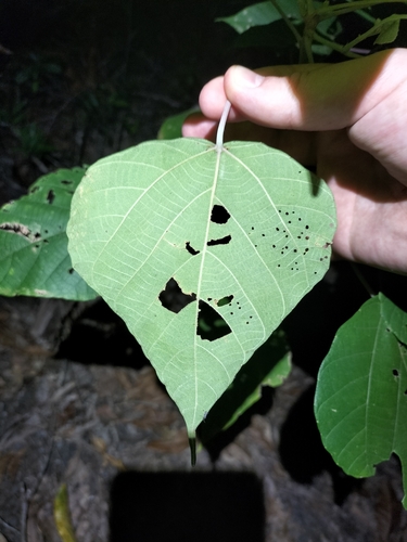 Image of Macaranga involucrata by (c) Matthew Borella, some rights reserved (CC BY)
