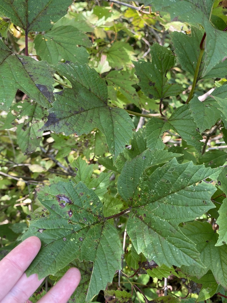 American highbush cranberry from pinery provincial park lambton shores