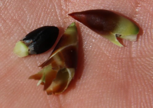 Image of Common Fountainreed (Cannomois parviflora) by (c) Tony Rebelo, some rights reserved (CC BY-SA)
