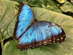Morpho helenor narcissus
