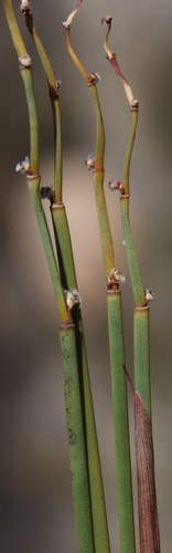 Image of Cannomois parviflora by (c) Tony Rebelo, some rights reserved (CC BY-SA)