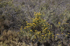 Helichrysum hamulosum