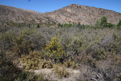 Helichrysum hamulosum