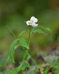 Cardamine angulata