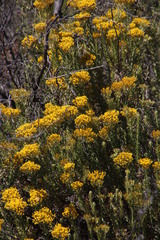 Helichrysum hamulosum