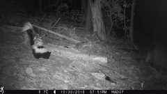 Mephitis mephitis estor