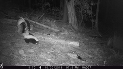 Mephitis mephitis estor