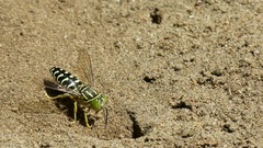 Stictia signata