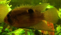 Keyhole Cichlid photo 4