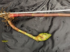 Costus amazonicus krukovii