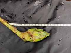 Costus amazonicus krukovii