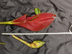 Costus amazonicus krukovii