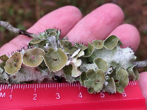 perforated ruffle lichen