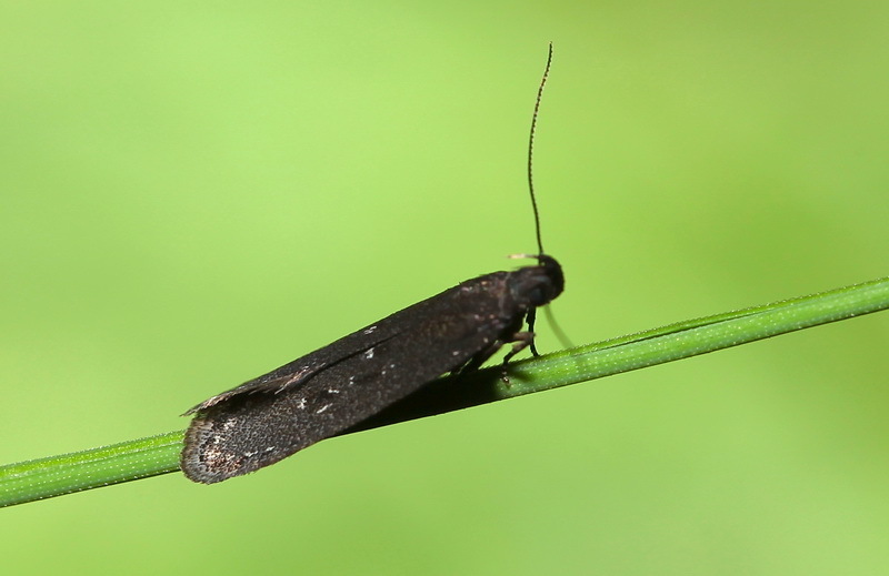 Neofaculta infernella