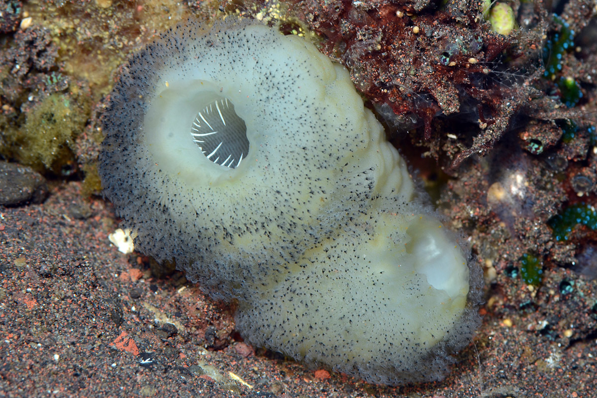 Phallusia arabica Savigny, 1816