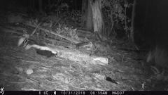 Mephitis mephitis estor