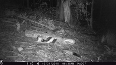 Mephitis mephitis estor