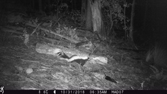 Mephitis mephitis estor