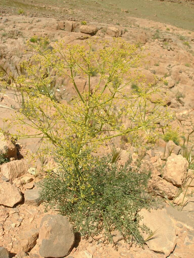 Ferula longipes