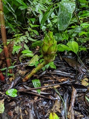 Costus amazonicus krukovii