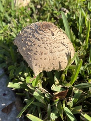 Chlorophyllum molybdites image