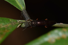 Acropteron