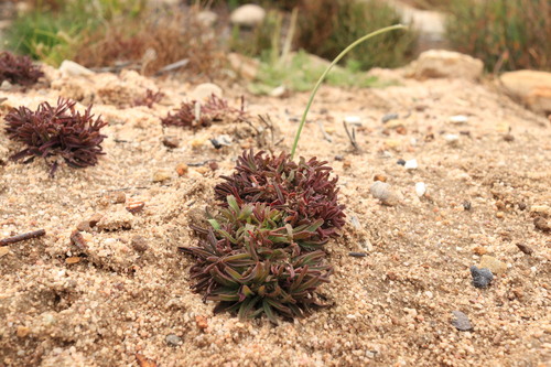 Oxalis glabra iNat (2)