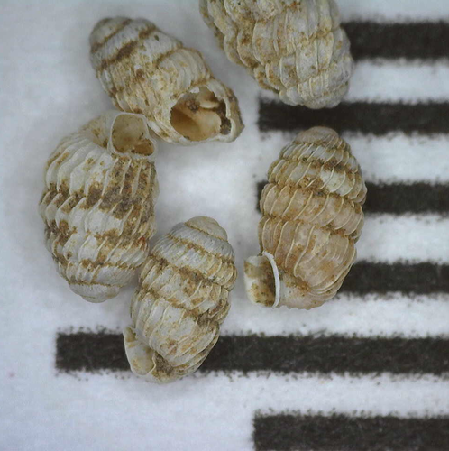 Lyropupa thaanumi observed 2004-12-25