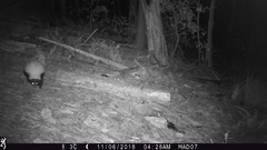 Mephitis mephitis estor