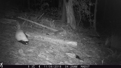 Mephitis mephitis estor