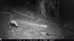 Mephitis mephitis estor